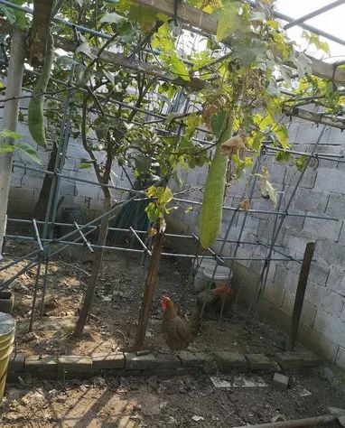 你有狐臭吗套路,你有狐臭嘛下一句怎么撩