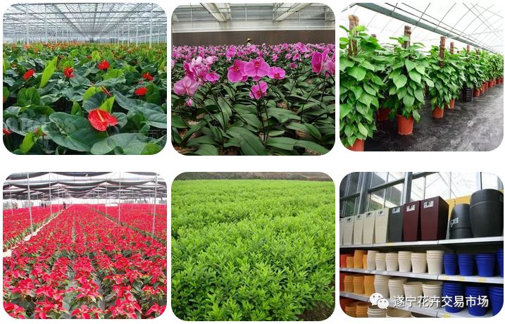 遂宁花卉批发市场,遂宁绿植花卉市场在哪里啊