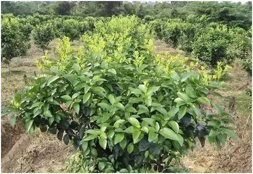 多效唑使用常识是什么,新式的多效唑如何