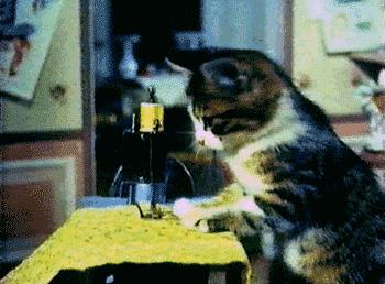 怀孕可以同时养猫狗吗,怀孕了家中养的猫狗会有影响吗