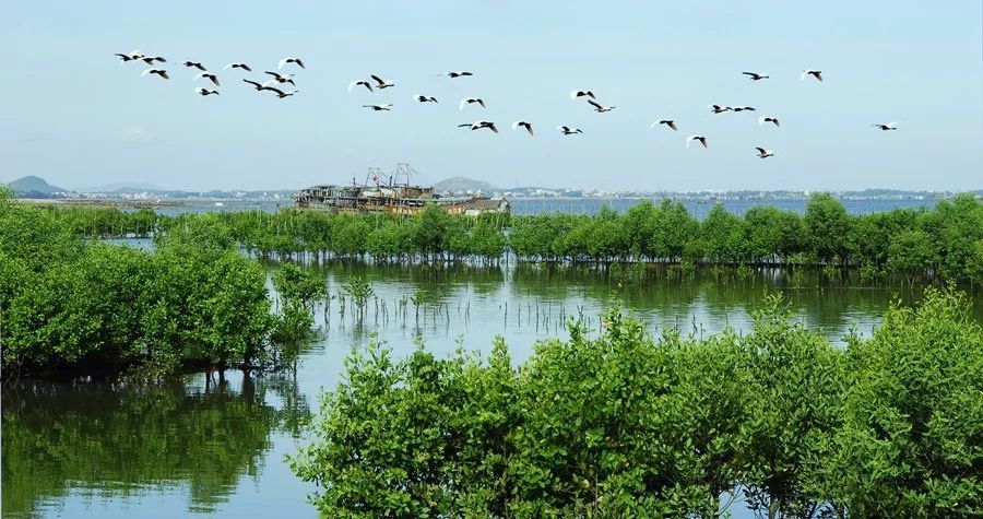 南沙生态鸟类湿地公园,南沙湿地公园观鸟最佳时间