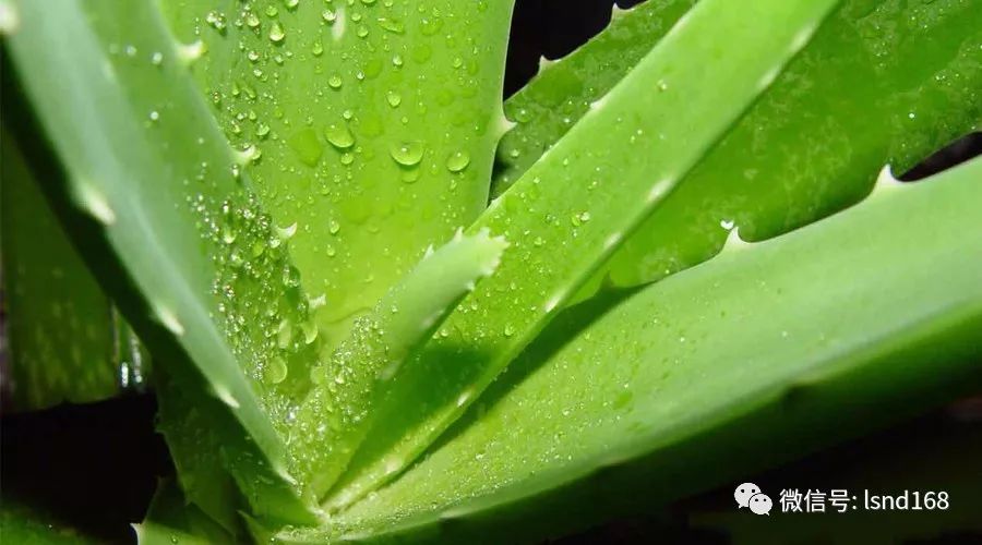 一年四季必备芦荟胶男女通用,刮毛神器芦荟胶