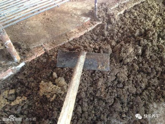 养牛漏粪板制作视频,养牛用哪种漏粪板好用呢
