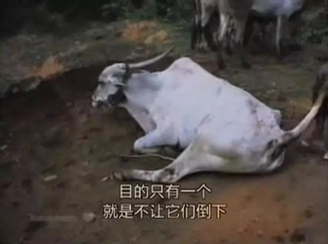 豆瓣9.1这部剧全程高能,豆瓣9.8分以上的电影悬疑中国