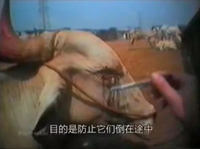 豆瓣9.1这部剧全程高能,豆瓣9.8分以上的电影悬疑中国