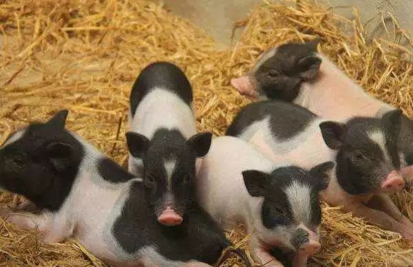 广西除了螺蛳粉有什么好吃的特产,比螺蛳粉还上头的广西特产