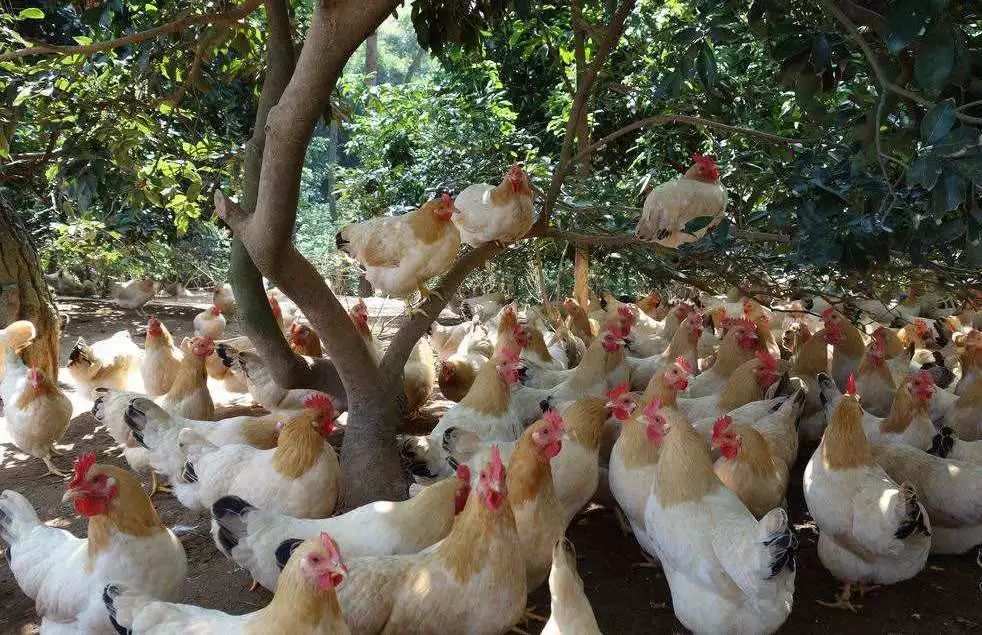 广西除了螺蛳粉有什么好吃的特产,比螺蛳粉还上头的广西特产