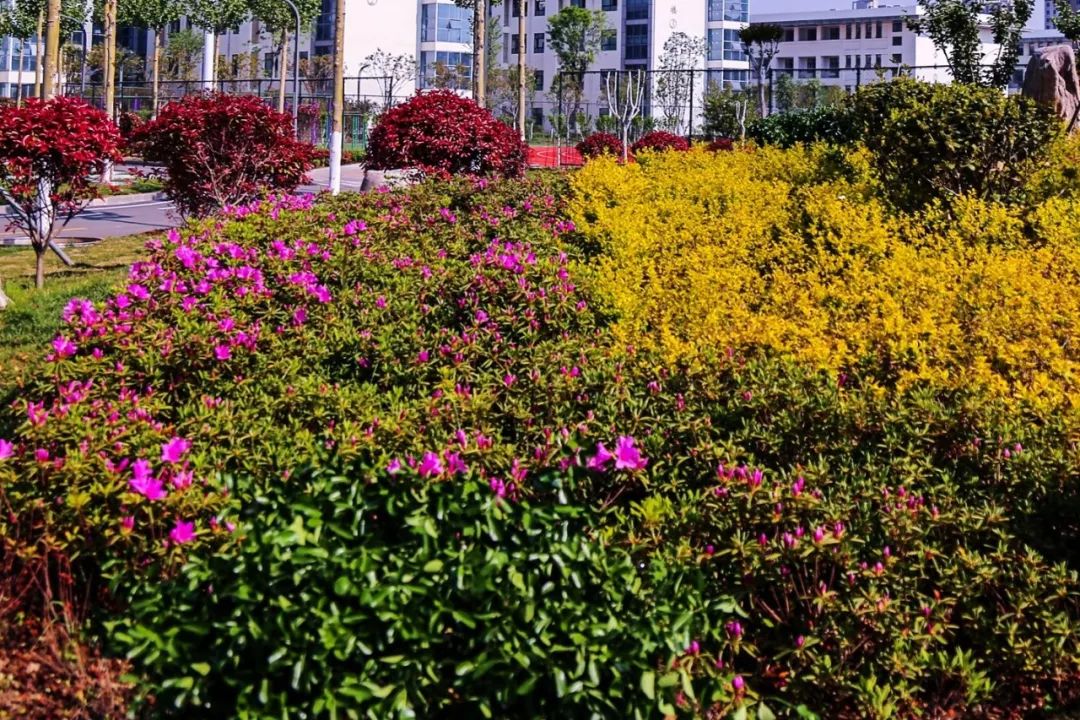 临沂教育高质量发展,临沂市河东区教育