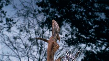 快瞧那只壁虎！它会“凌波微步”