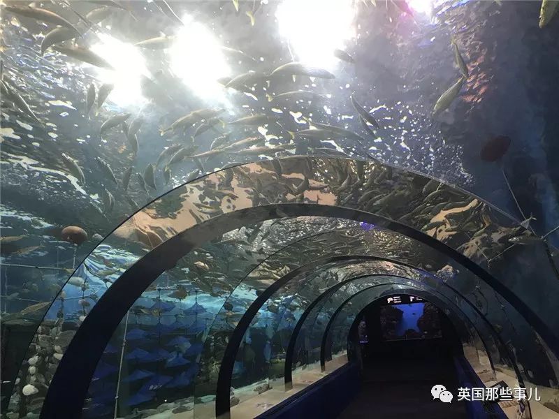 水族馆里面有什么样的小鱼,水族馆鱼虾