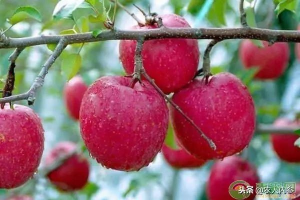 8月12日农产品批发价格,5月11日农产品批发价格