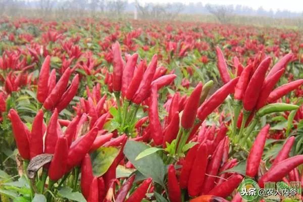 8月12日农产品批发价格,5月11日农产品批发价格