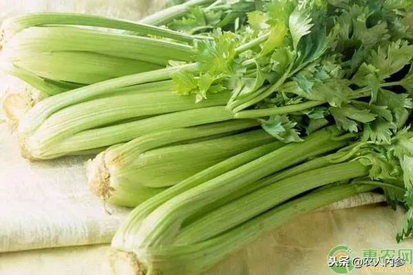 8月12日农产品批发价格,5月11日农产品批发价格