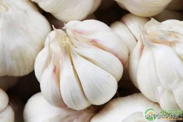 8月12日农产品批发价格,5月11日农产品批发价格