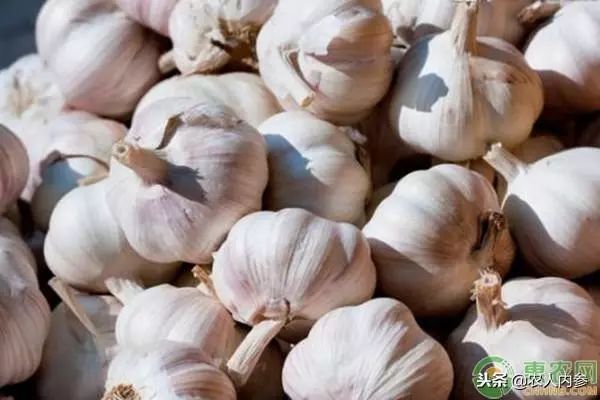 8月12日农产品批发价格,5月11日农产品批发价格