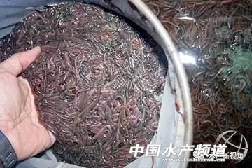 稻虾生态混养方法,白虾vs沙蚕