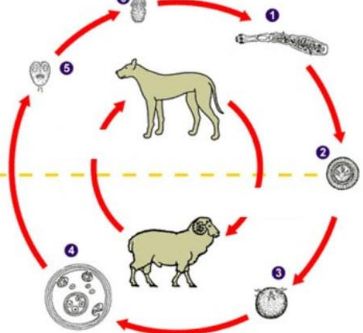 可怕！女子上臂鼓出个蚕豆大小的包，摸起来软软的，还会动！