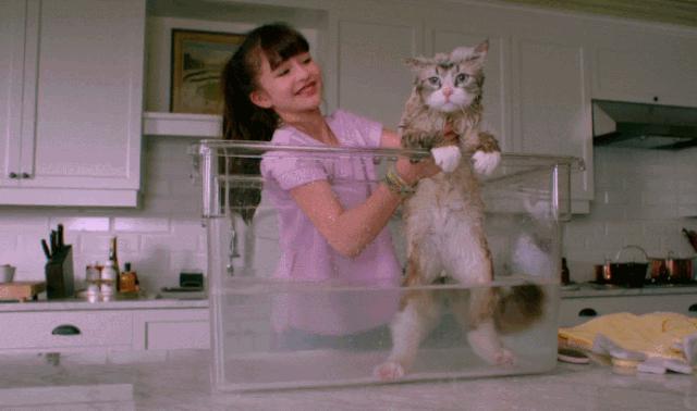 如何解决猫咪铲屎问题,当铲屎官犯二时猫咪在想什么