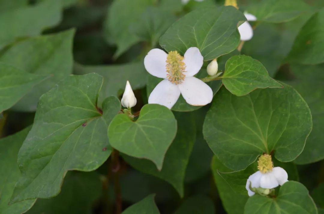 龙猫30年视频,龙猫三十年后是什么样子