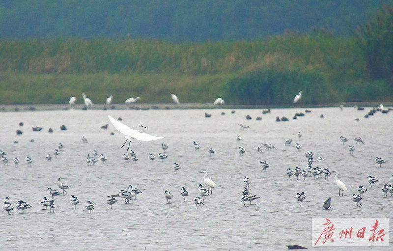 南沙生态鸟类湿地公园,南沙湿地公园观鸟最佳时间