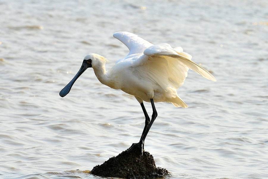 南沙生态鸟类湿地公园,南沙湿地公园观鸟最佳时间