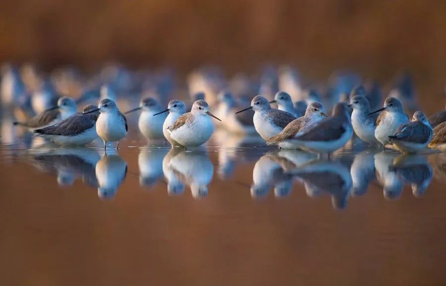 南沙生态鸟类湿地公园,南沙湿地公园观鸟最佳时间