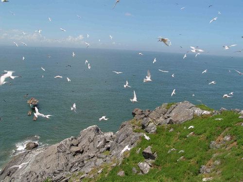 南沙生态鸟类湿地公园,南沙湿地公园观鸟最佳时间