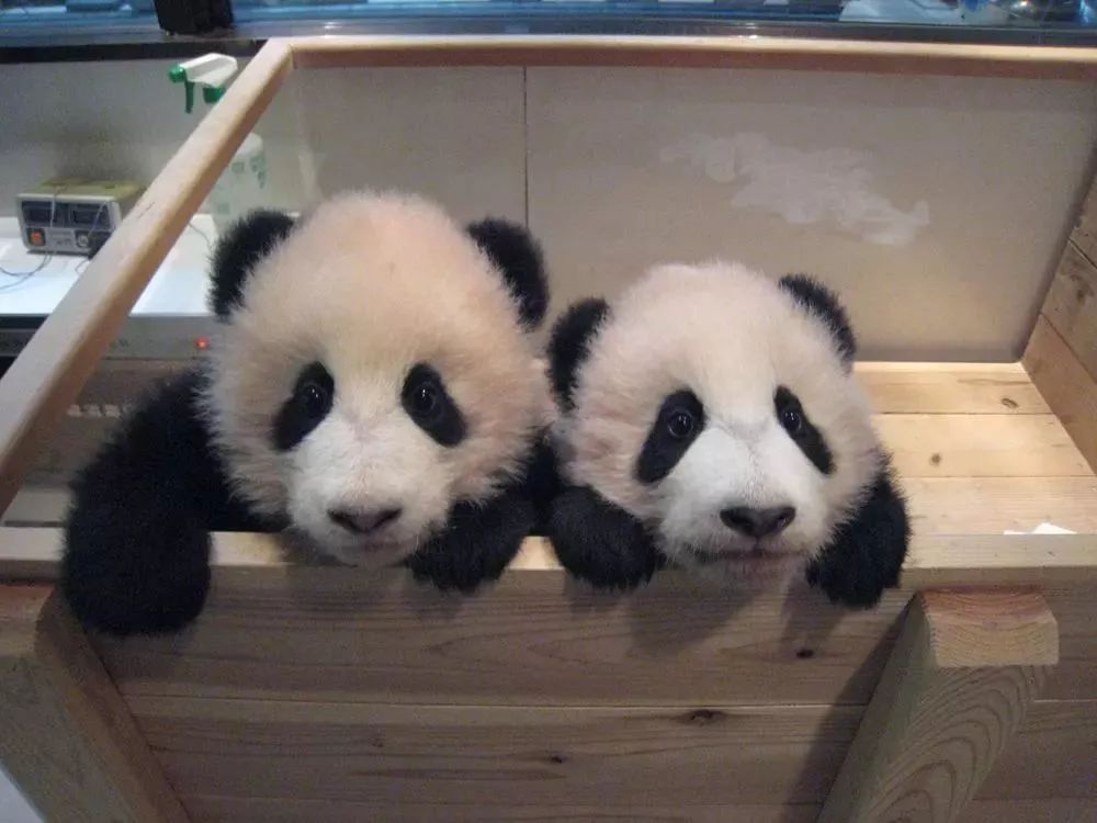 想养一只大熊猫有多不容易,中国养一只大熊猫的费用