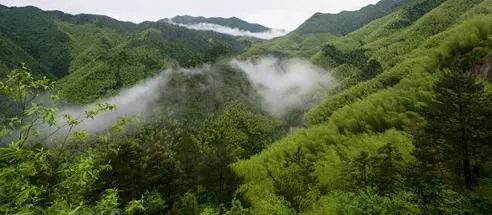 青田省级森林城镇,青田城市环境