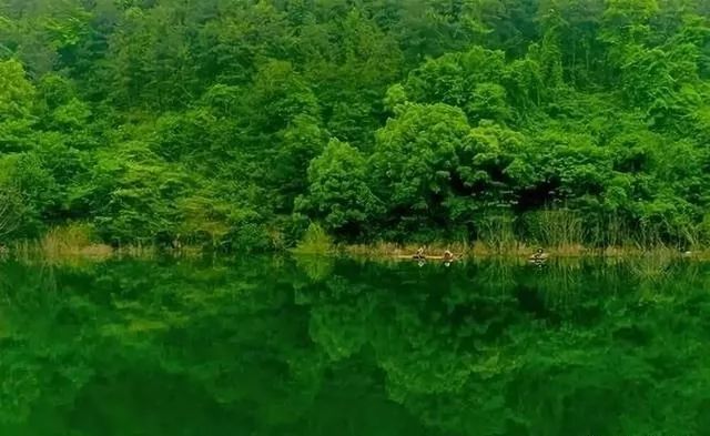 青田省级森林城镇,青田城市环境