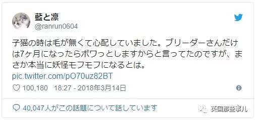 2018年在日推上“青史留名”的喵星人，引起舒适！