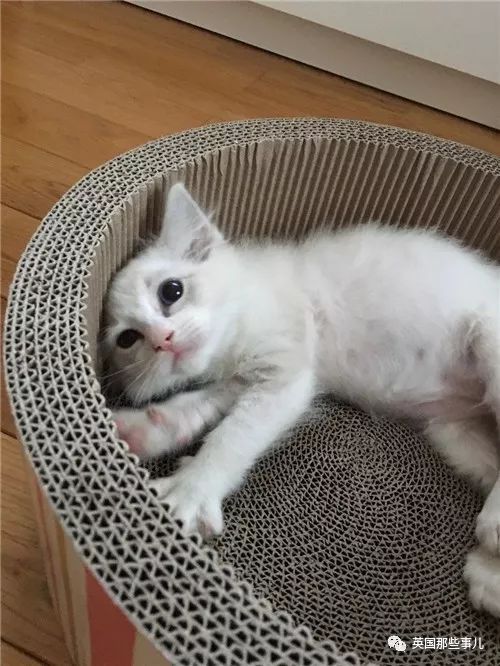 2018年在日推上“青史留名”的喵星人，引起舒适！