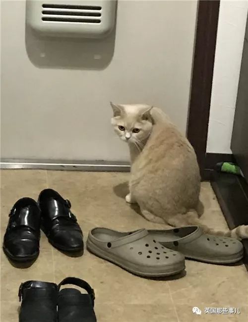 2018年在日推上“青史留名”的喵星人，引起舒适！