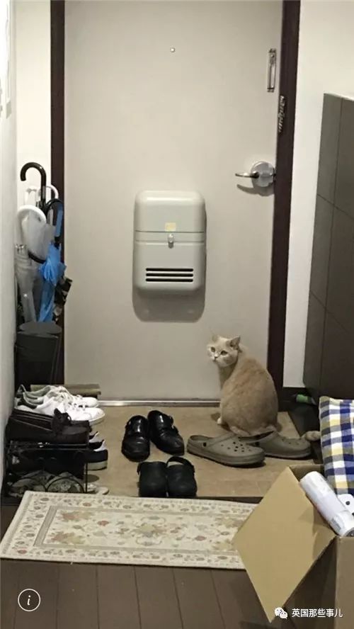 2018年在日推上“青史留名”的喵星人，引起舒适！