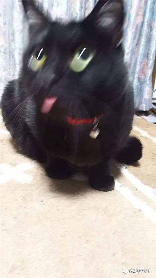 2018年在日推上“青史留名”的喵星人，引起舒适！