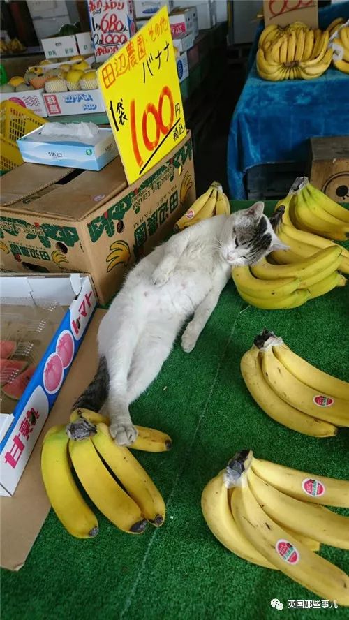 2018年在日推上“青史留名”的喵星人，引起舒适！