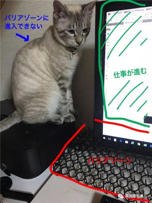 2018年在日推上“青史留名”的喵星人，引起舒适！