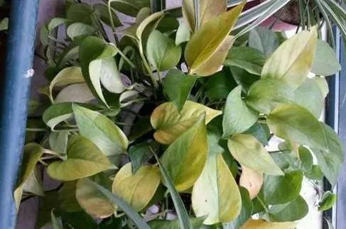 让绿植叶子不发黄的方法,让绿萝叶子肥美