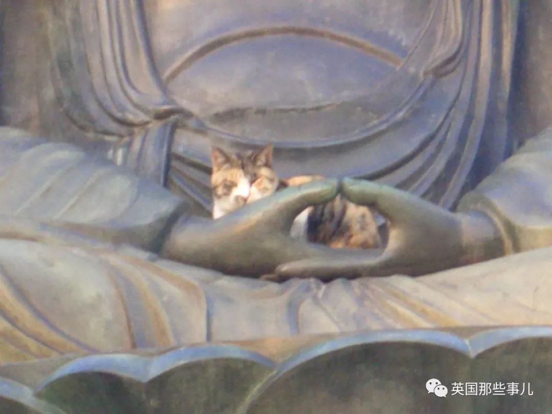 2018年在日推上“青史留名”的喵星人，引起舒适！