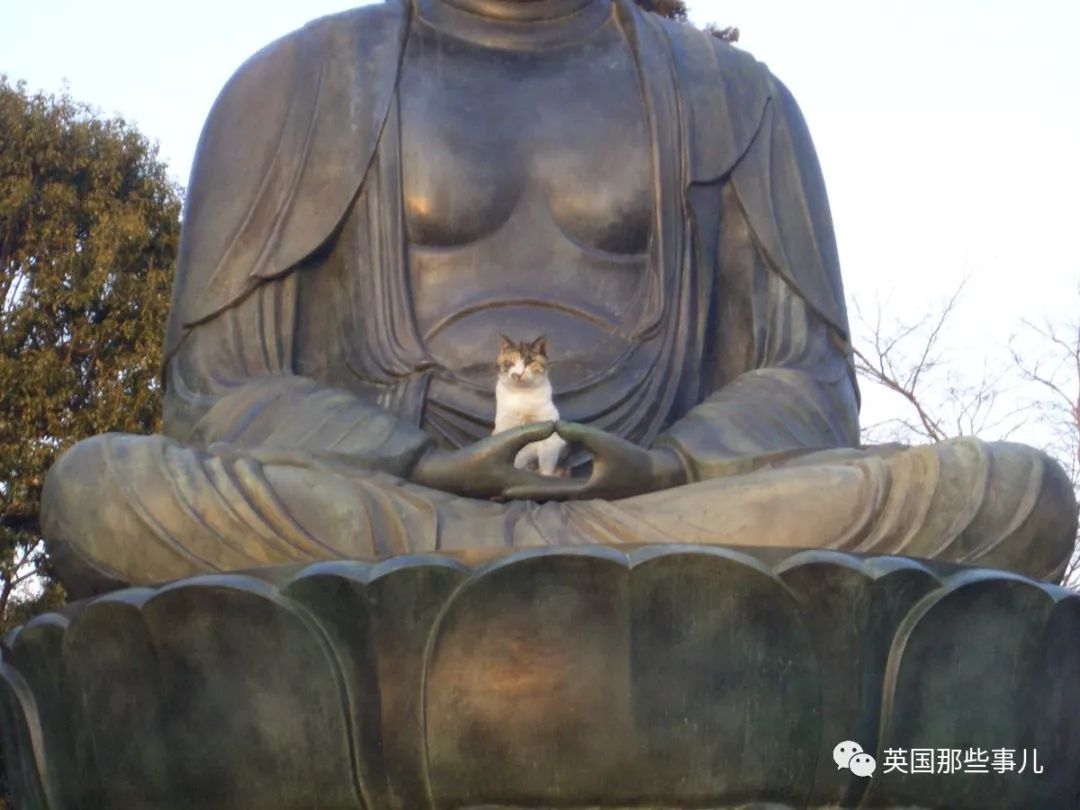 2018年在日推上“青史留名”的喵星人，引起舒适！