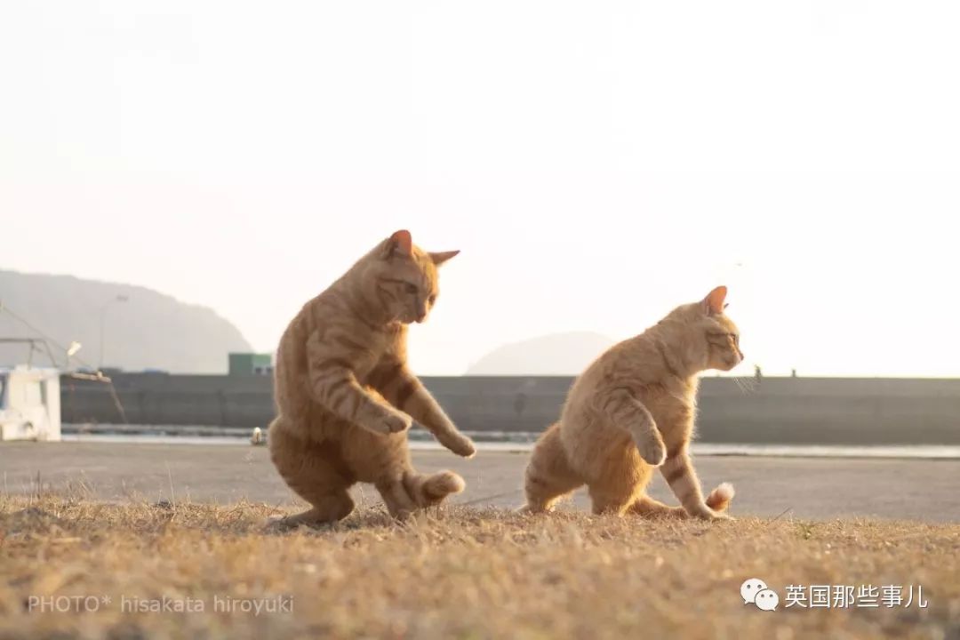 2018年在日推上“青史留名”的喵星人，引起舒适！