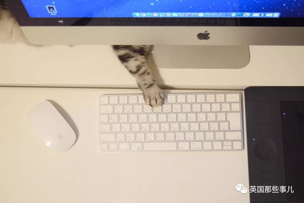 2018年在日推上“青史留名”的喵星人，引起舒适！