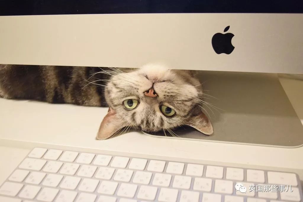 2018年在日推上“青史留名”的喵星人，引起舒适！