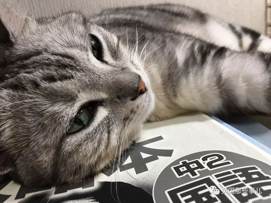 2018年在日推上“青史留名”的喵星人，引起舒适！