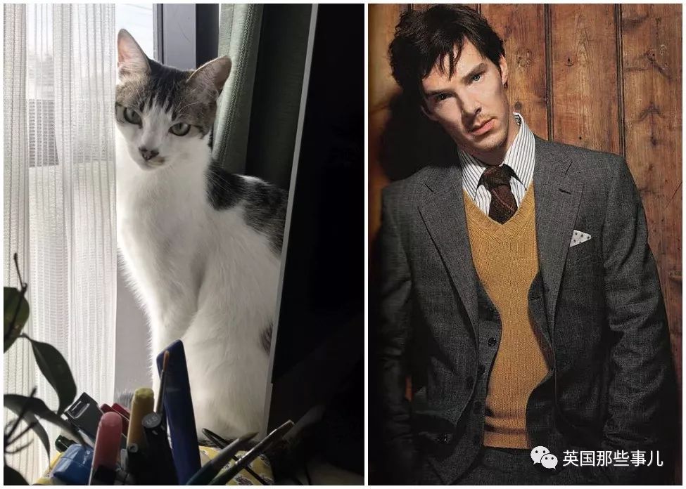 2018年在日推上“青史留名”的喵星人，引起舒适！