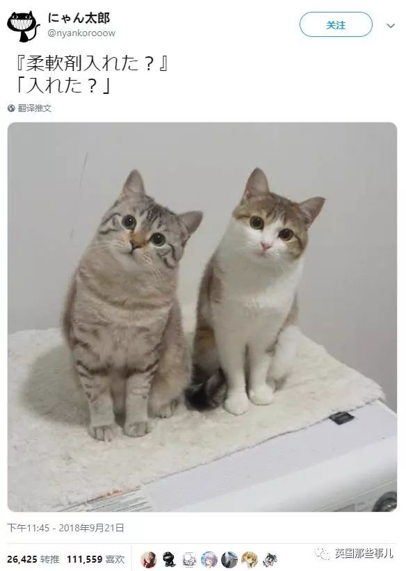 2018年在日推上“青史留名”的喵星人，引起舒适！