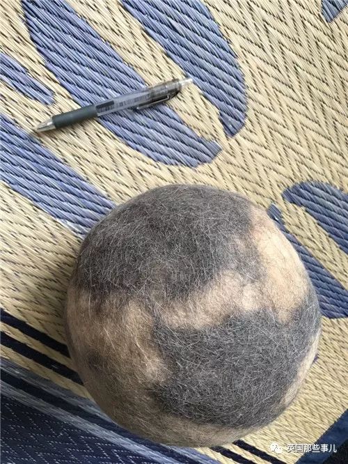 2018年在日推上“青史留名”的喵星人，引起舒适！