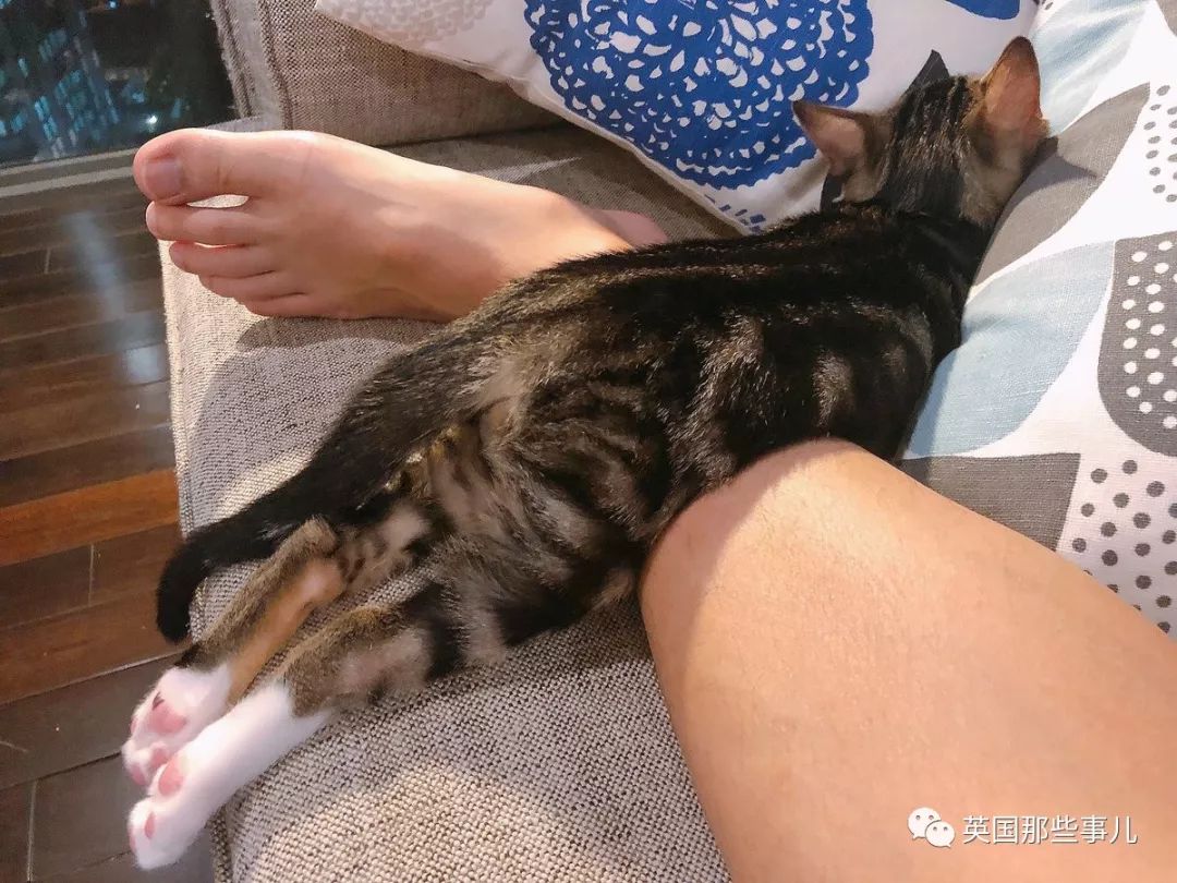 2018年在日推上“青史留名”的喵星人，引起舒适！