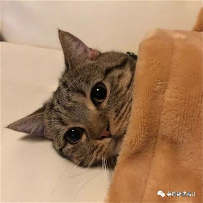 2018年在日推上“青史留名”的喵星人，引起舒适！