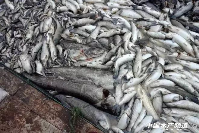 网箱鱼接连死亡,网箱鱼死亡人数